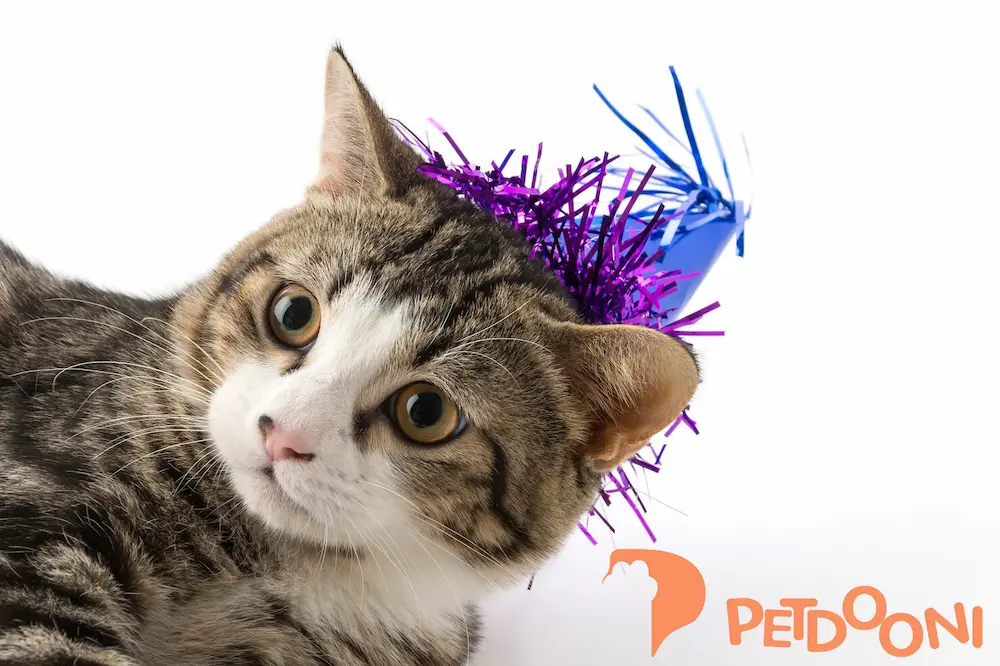 نقش عروسک بازی گربه در کاهش رفتارهای پرخاشگرانه | چگونه یک اسباب‌بازی ساده می‌تواند به مدیریت خشم و انرژی اضافه گربه کمک کند؟ | پت شاپ آنلاین پت دونی 1404